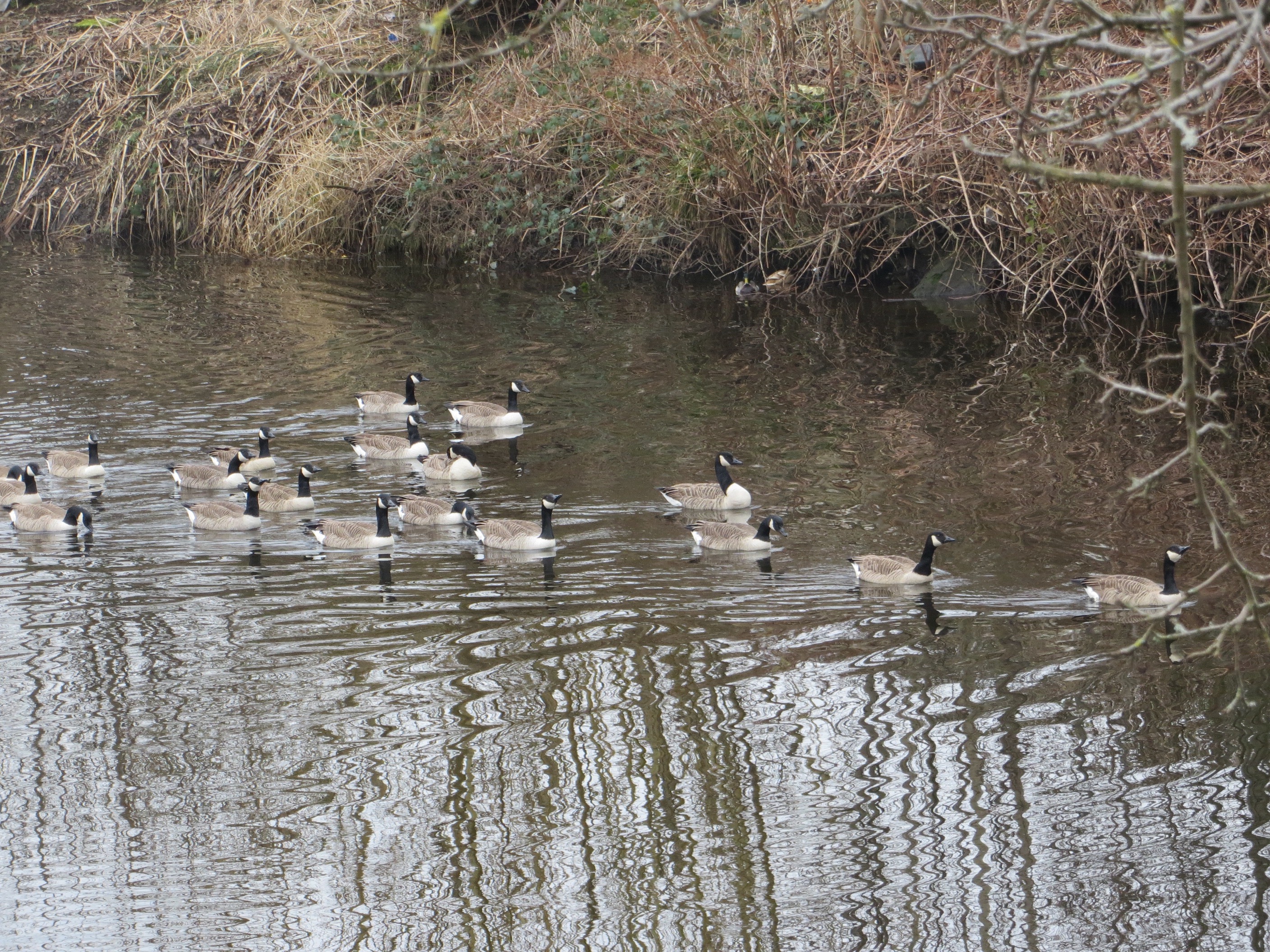 nineteen canada geese on patrol